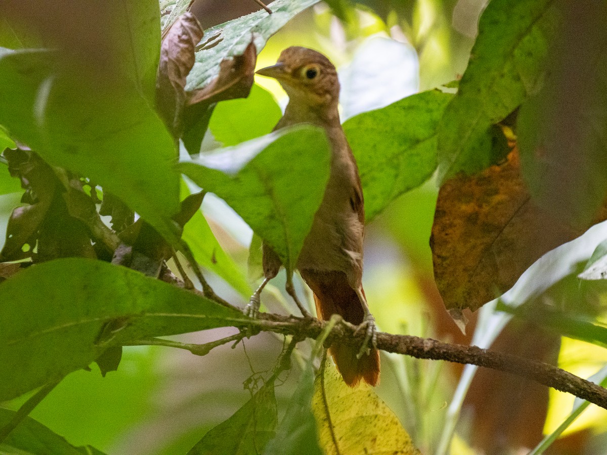 Chiriqui Foliage-gleaner - ML618069398