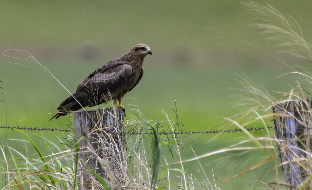 Black Kite - Rebel Warren and David Parsons