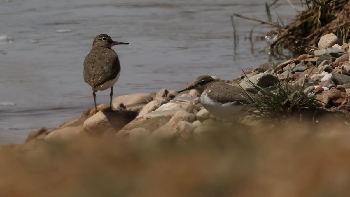 Common Sandpiper - Oscar Takahashi