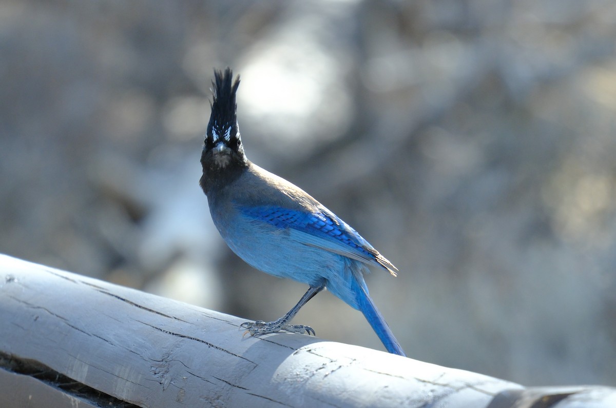 Steller's Jay - ML618069440