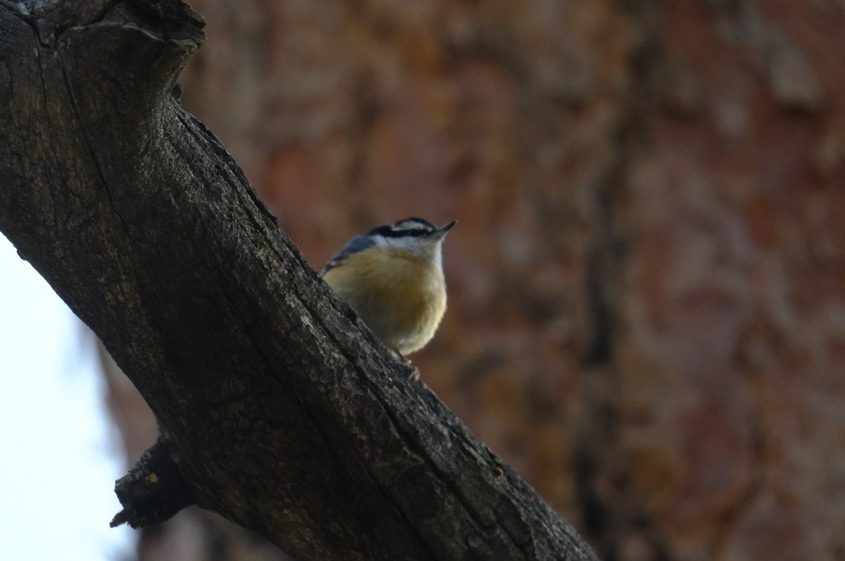 Red-breasted Nuthatch - ML618069446