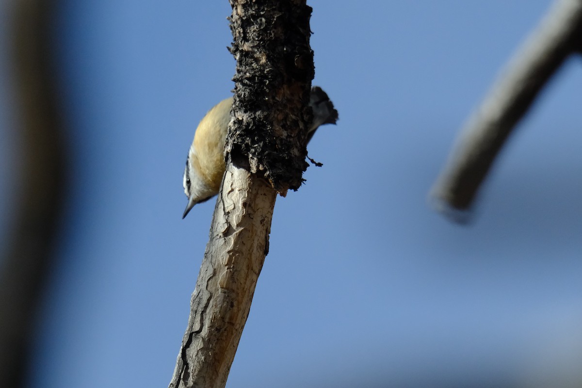 Red-breasted Nuthatch - ML618069447