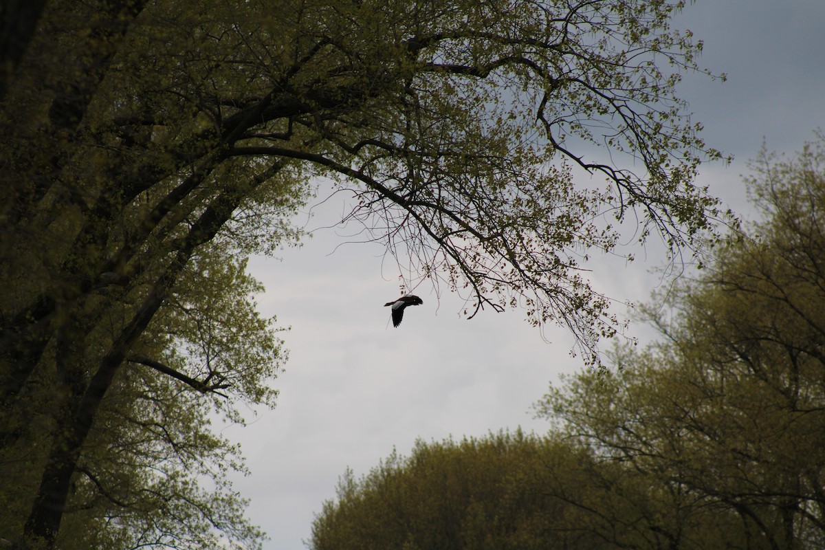 Egyptian Goose - F Loose