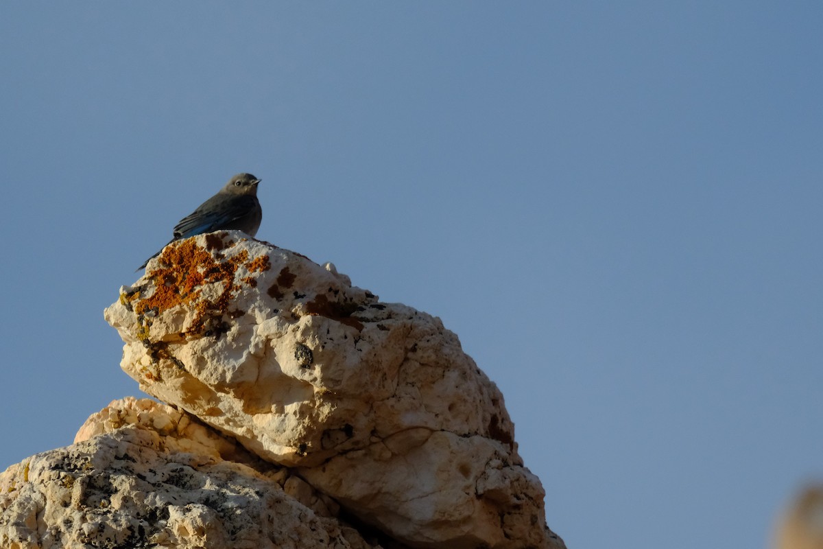 Western Bluebird - ML618069476