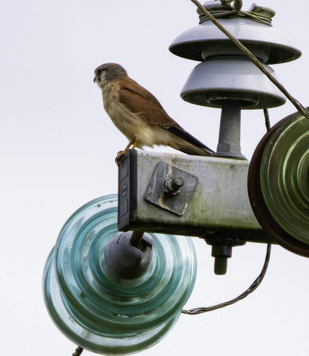 Nankeen Kestrel - Rebel Warren and David Parsons