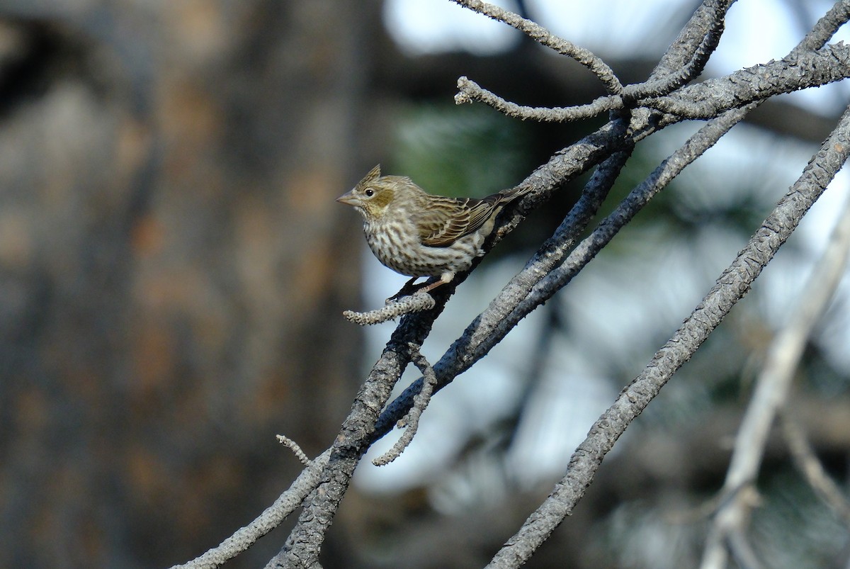 Cassin's Finch - ML618069489