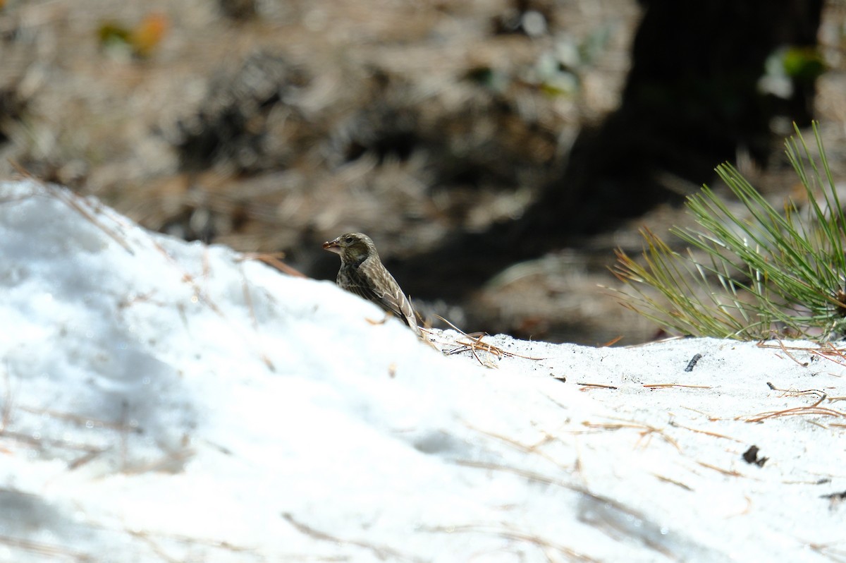 Cassin's Finch - ML618069490