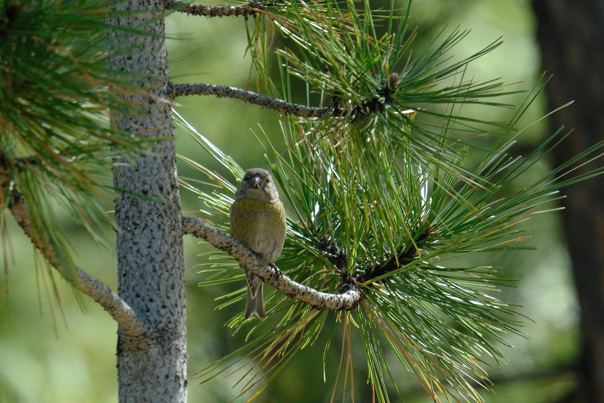 Red Crossbill - ML618069502