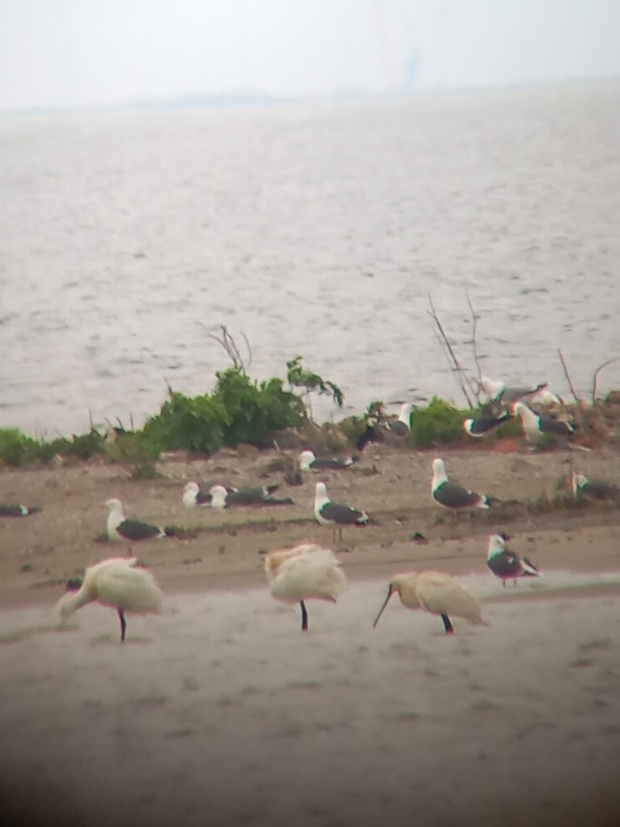 Lesser Black-backed Gull - ML618069513