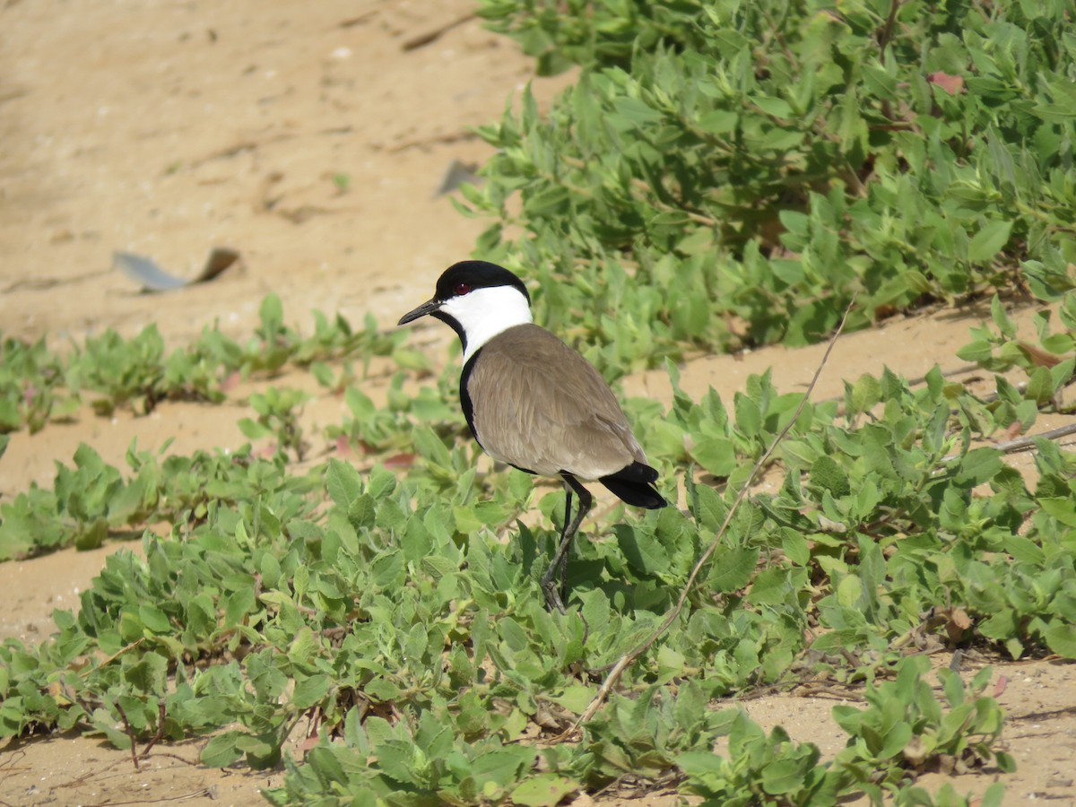 Spur-winged Lapwing - Yossef Cohen