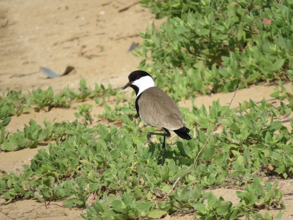 Spur-winged Lapwing - ML618069561