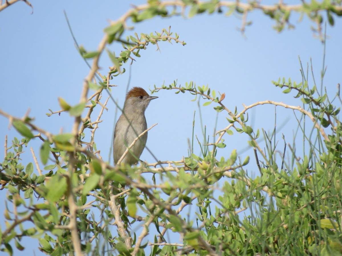 Eurasian Blackcap - ML618069566