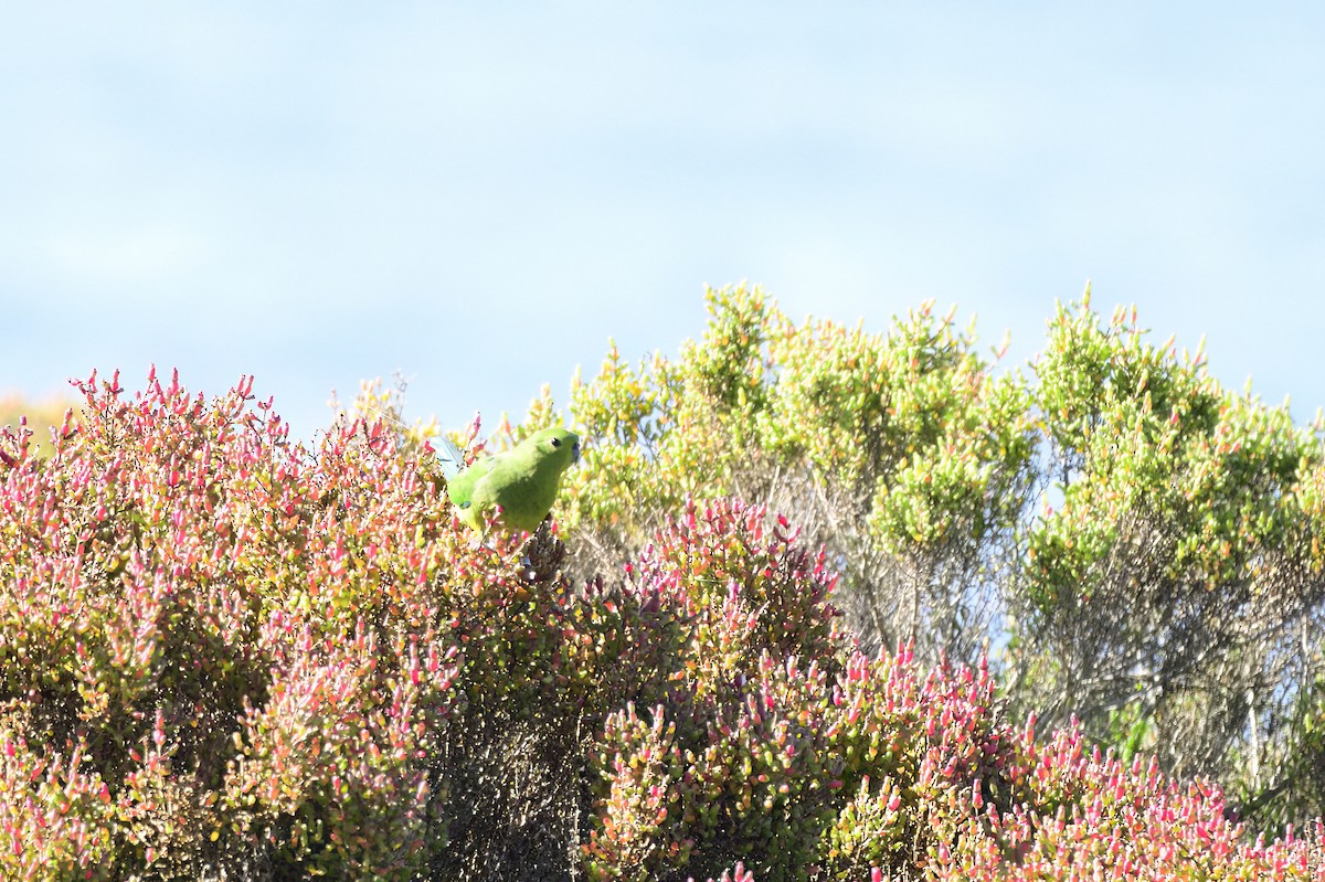 Orange-bellied Parrot - Ken Crawley