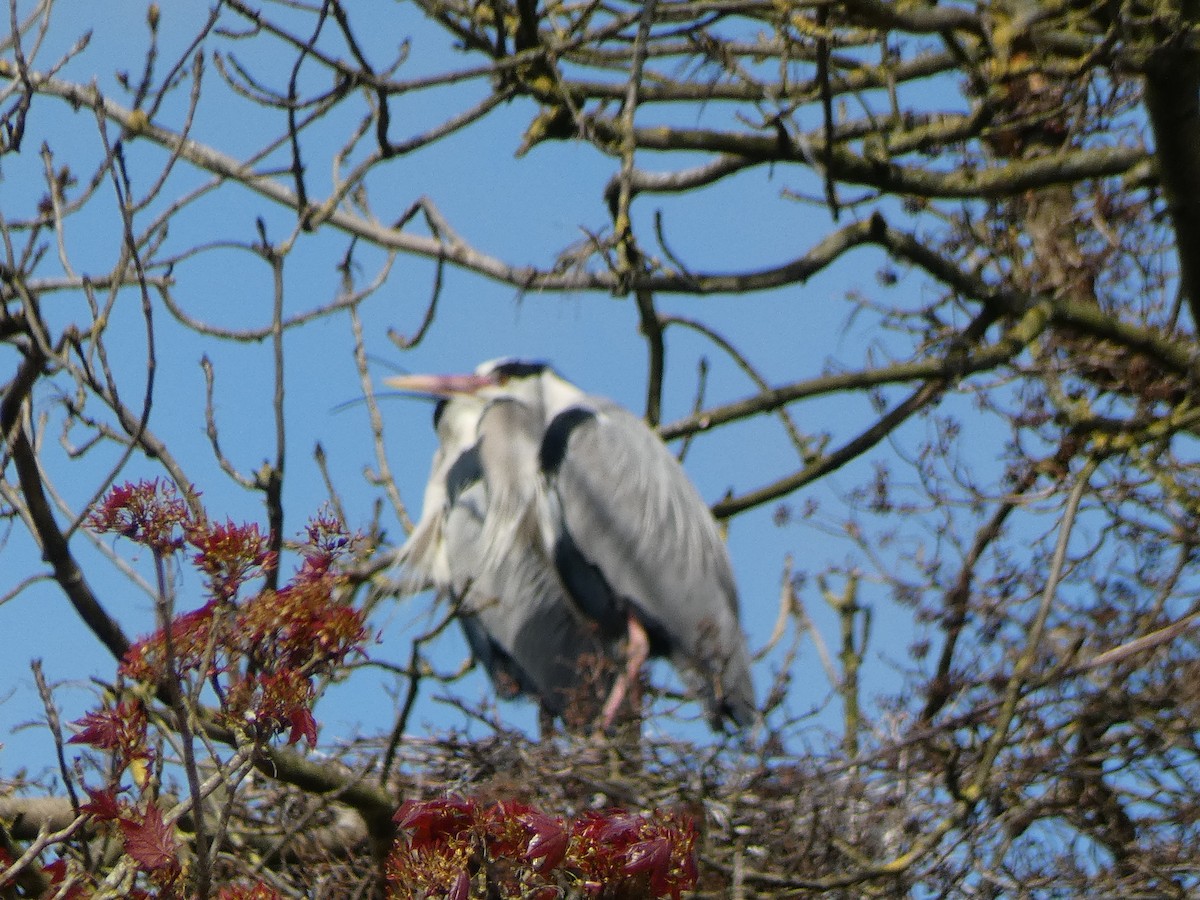 Gray Heron - ML618069592