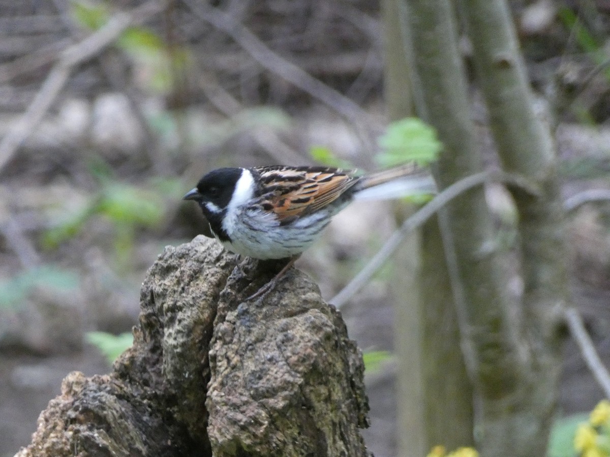 Reed Bunting - ML618069609