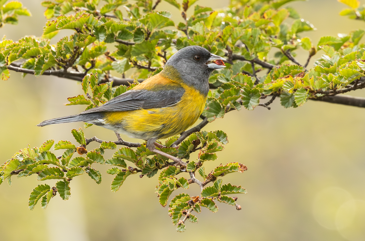 Patagonian Sierra Finch - ML618069624