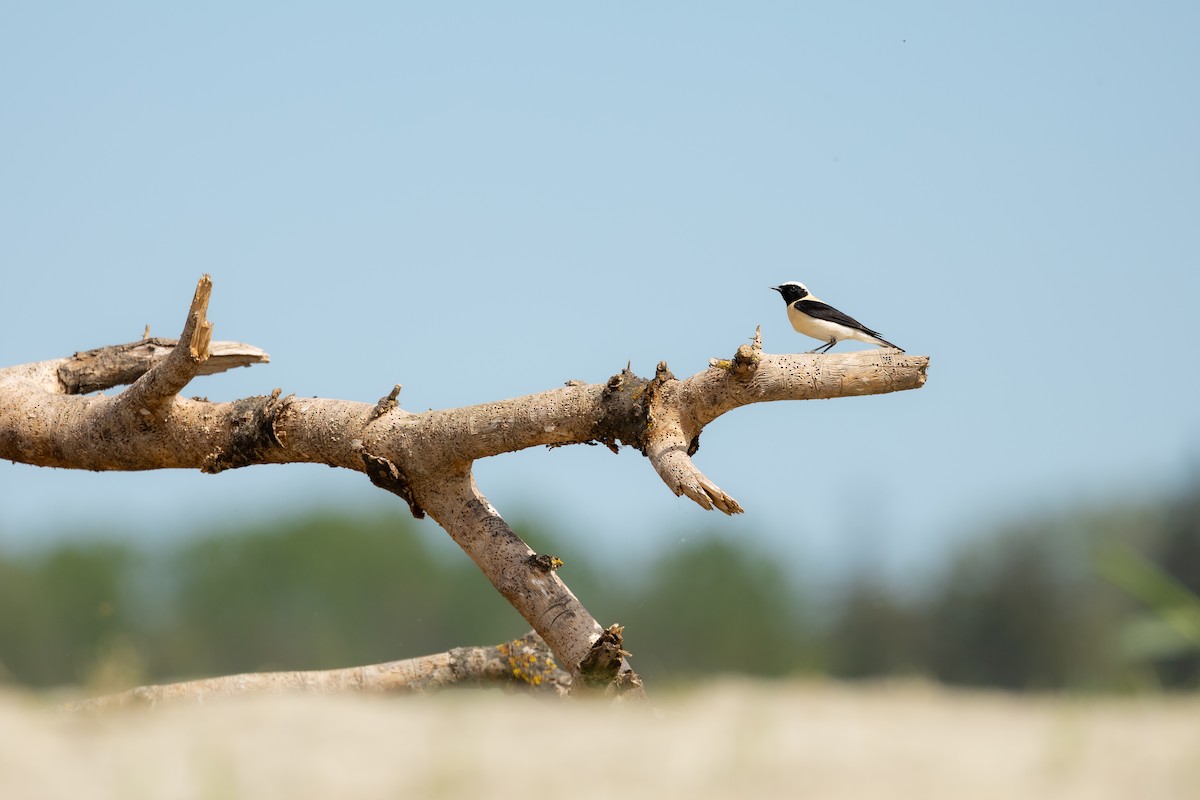 Eastern Black-eared Wheatear - ML618069629