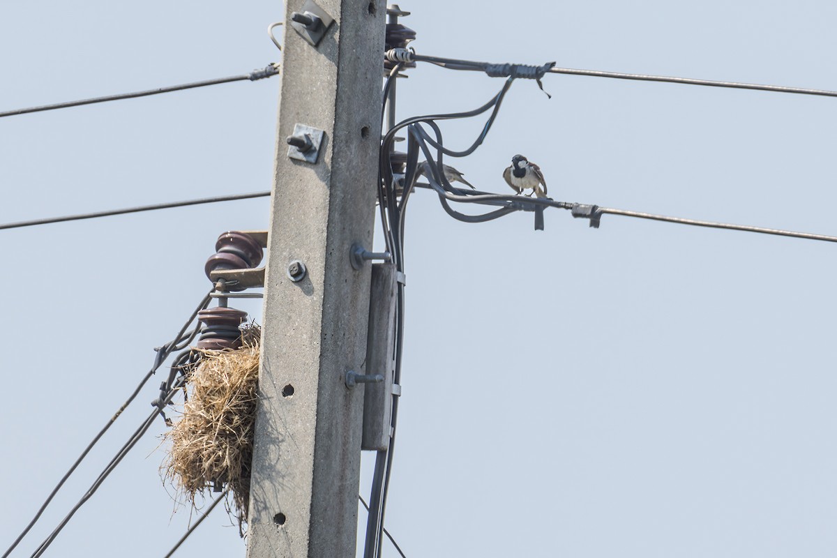 House Sparrow (Indian) - ML618069634