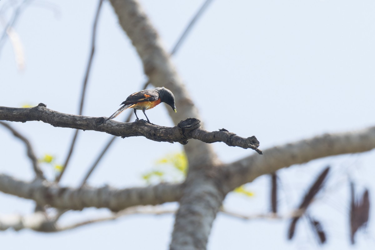 Small Minivet - Wich’yanan Limparungpatthanakij