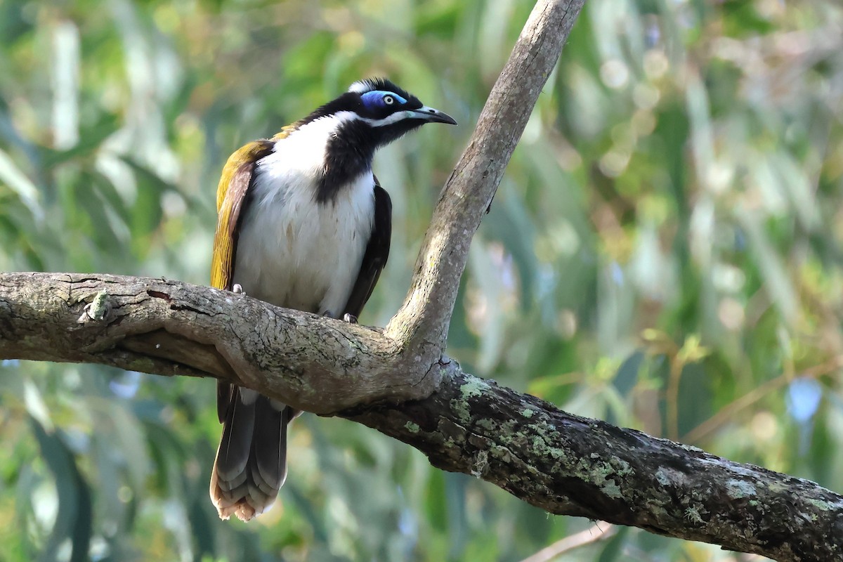 Blue-faced Honeyeater - Mark and Angela McCaffrey