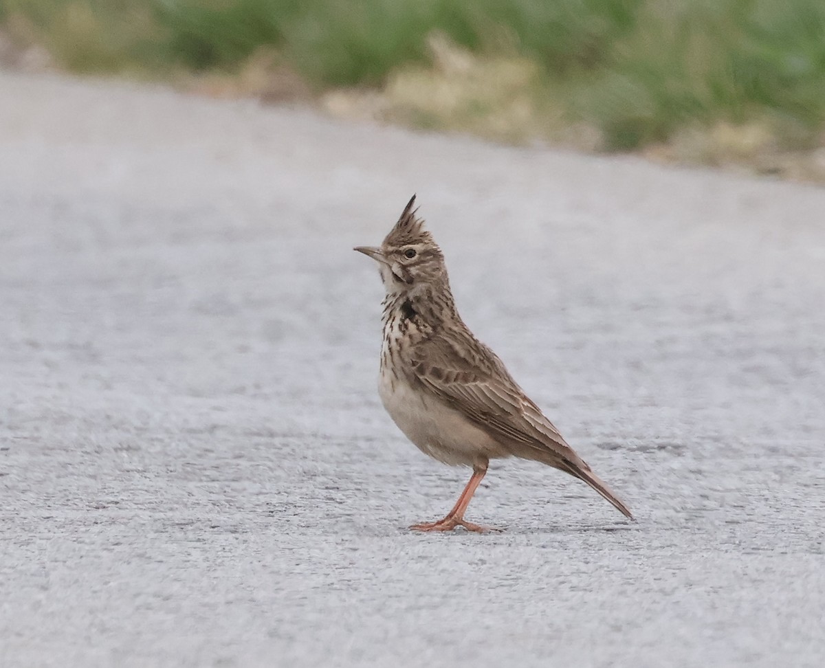 Crested Lark - Mileta Čeković