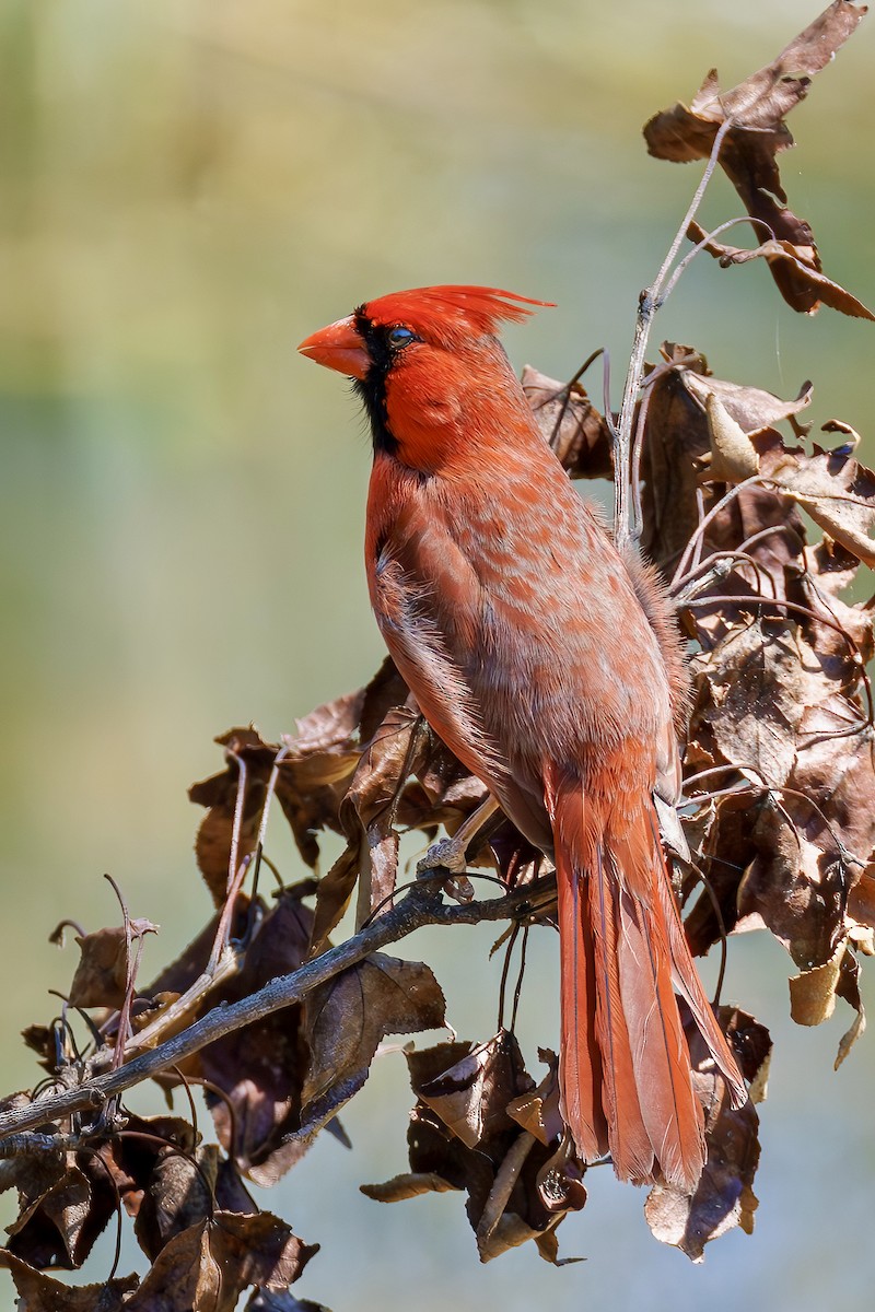 Northern Cardinal - Anonymous