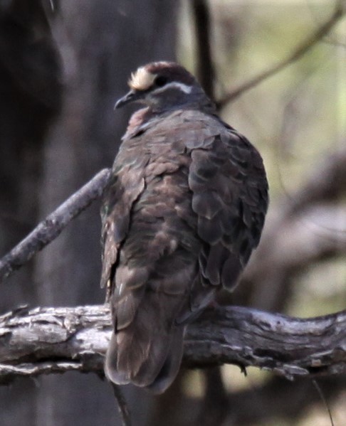 Common Bronzewing - Richard Shirky