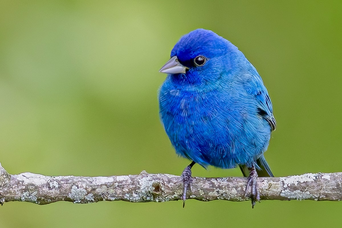 Indigo Bunting - Anonymous