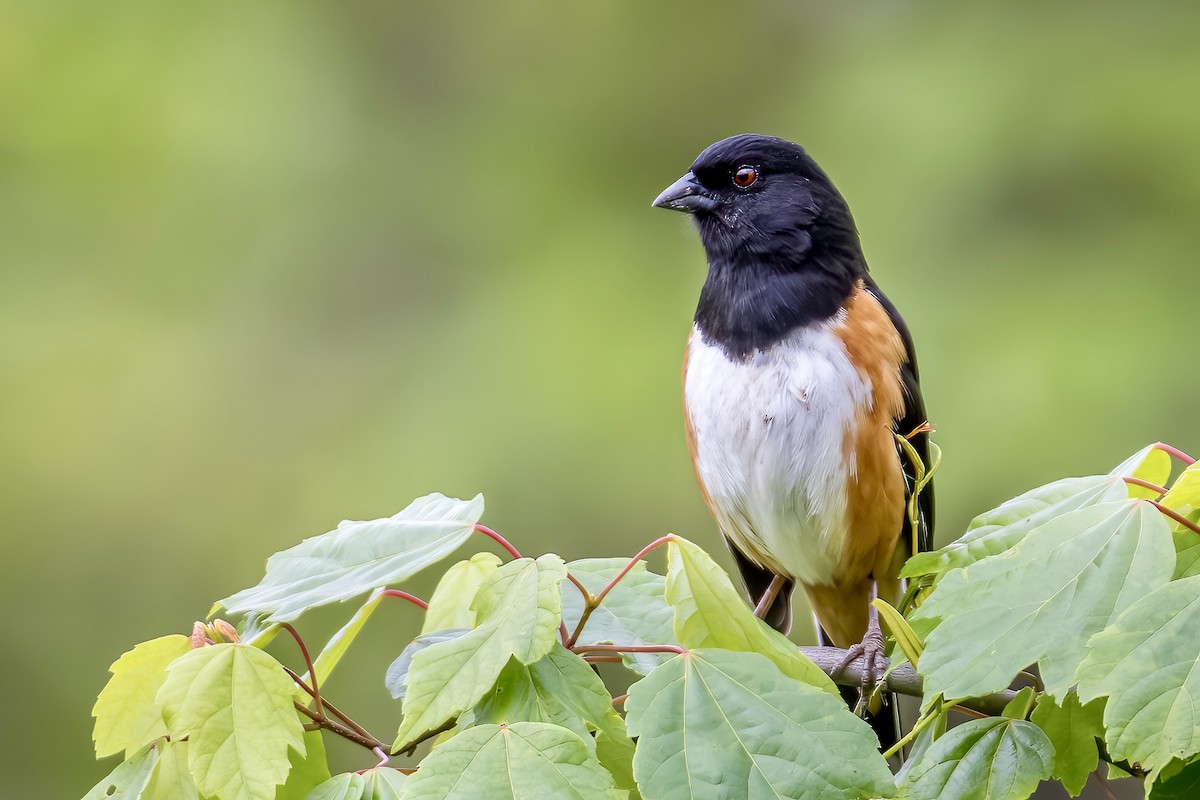 Eastern Towhee - Anonymous