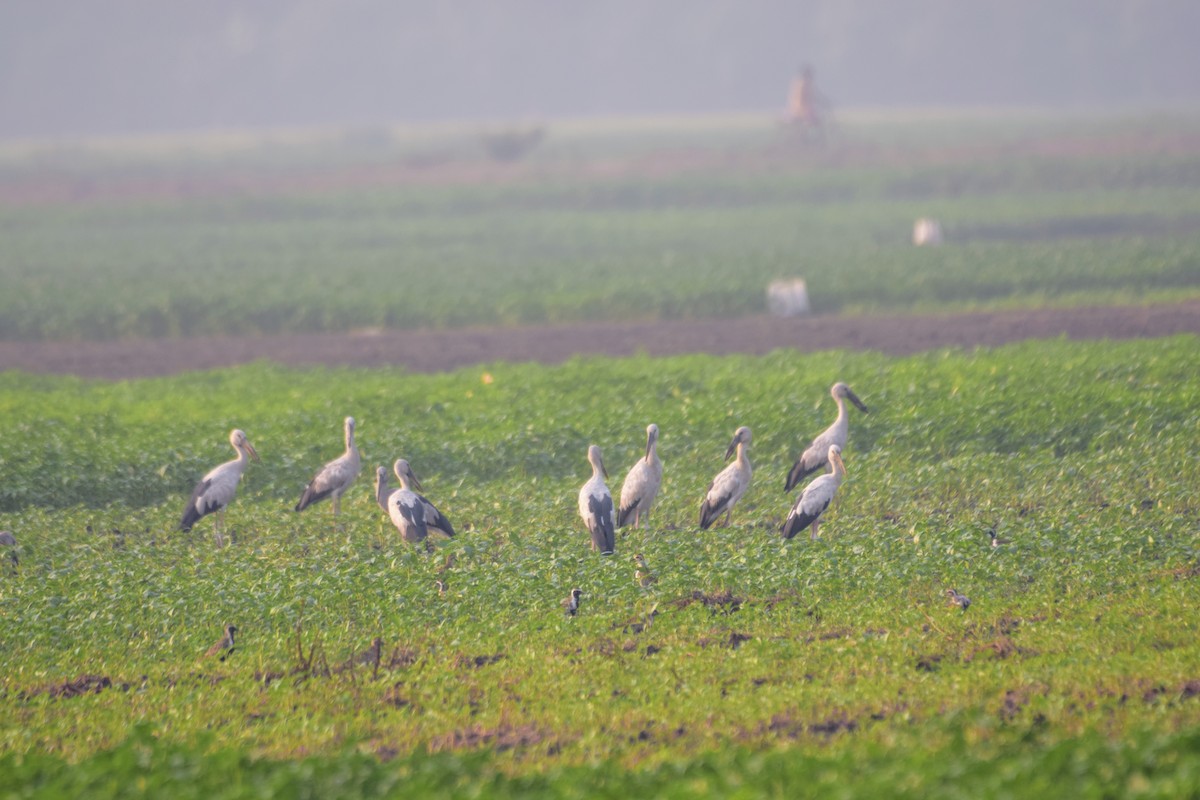 Asian Openbill - Pulak Roy Chowdhury