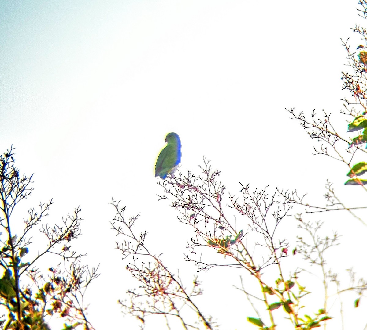 Vernal Hanging-Parrot - ML618069801