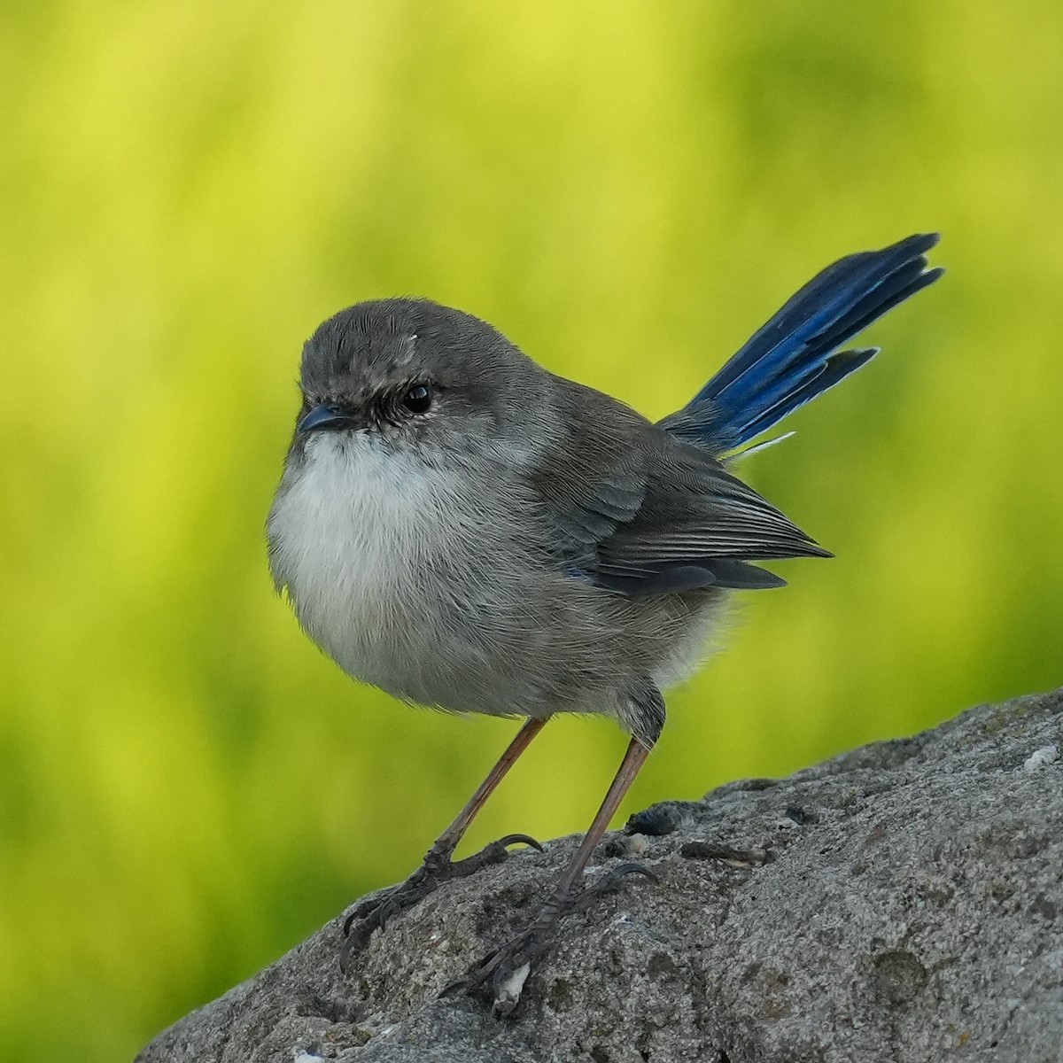 Superb Fairywren - Yingchen Nie