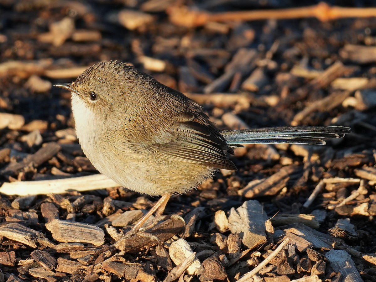 Superb Fairywren - Yingchen Nie