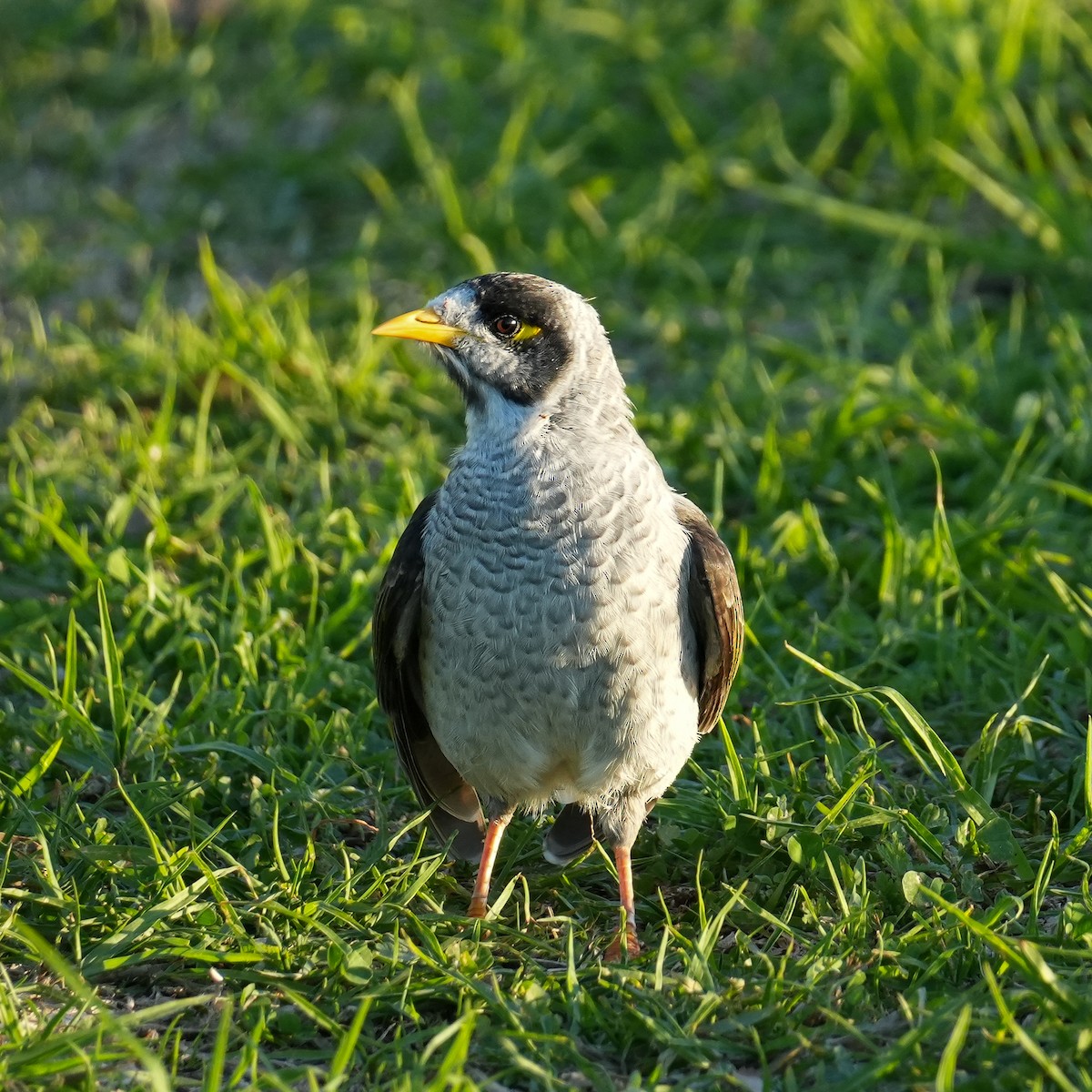 Noisy Miner - Yingchen Nie