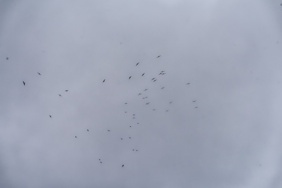 Common Tern - ML618069846