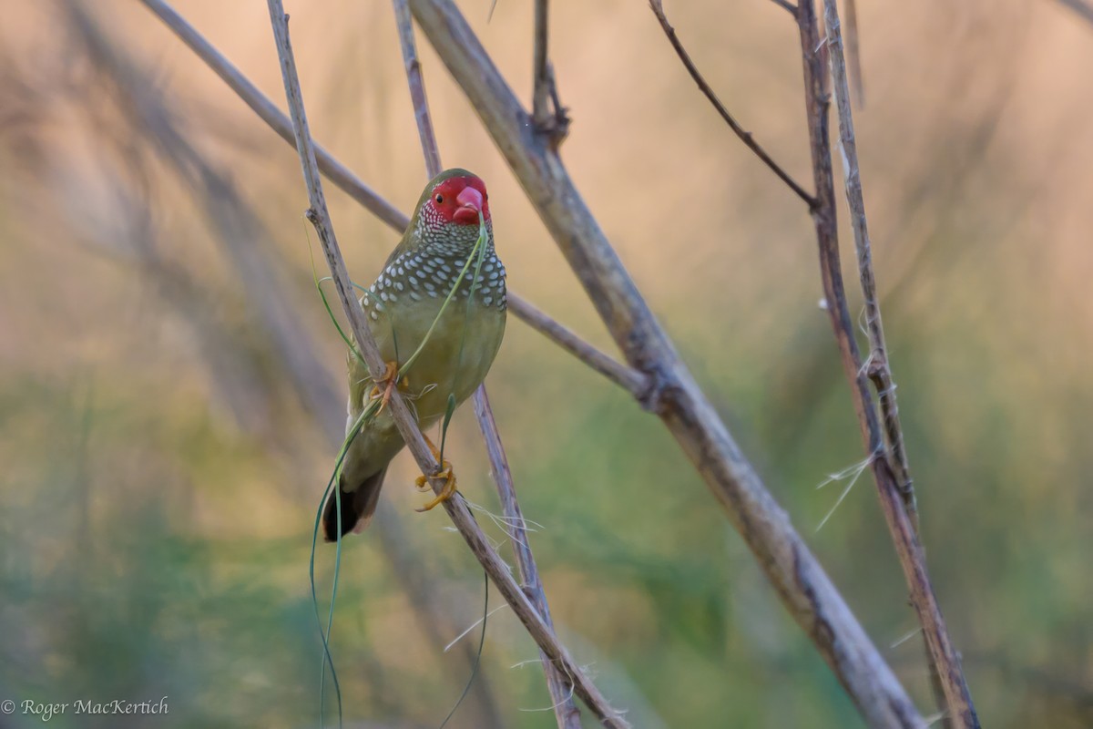 Star Finch - ML618069850