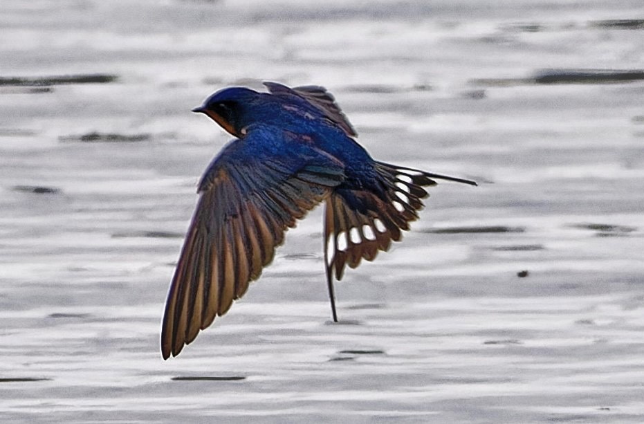 Barn Swallow - Steve Newton