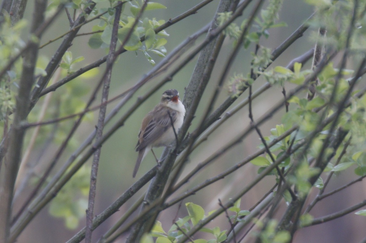 Sedge Warbler - ML618069873