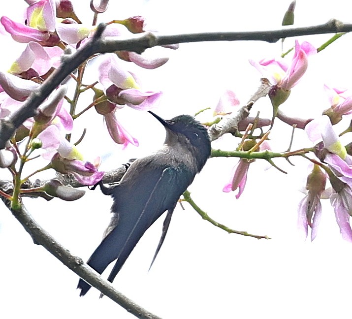 Antillean Crested Hummingbird - Maciej  Kotlarski