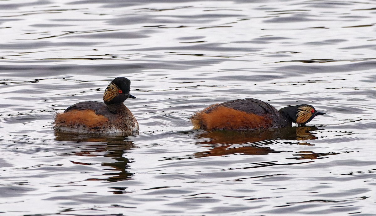 Eared Grebe - ML618069887