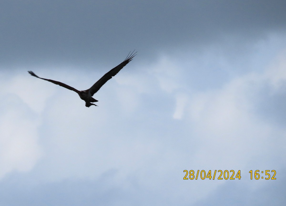 Osprey (Australasian) - Norton Gill