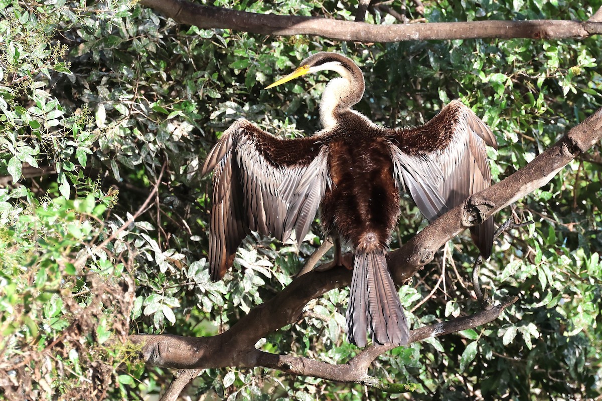 Australasian Darter - Mark and Angela McCaffrey