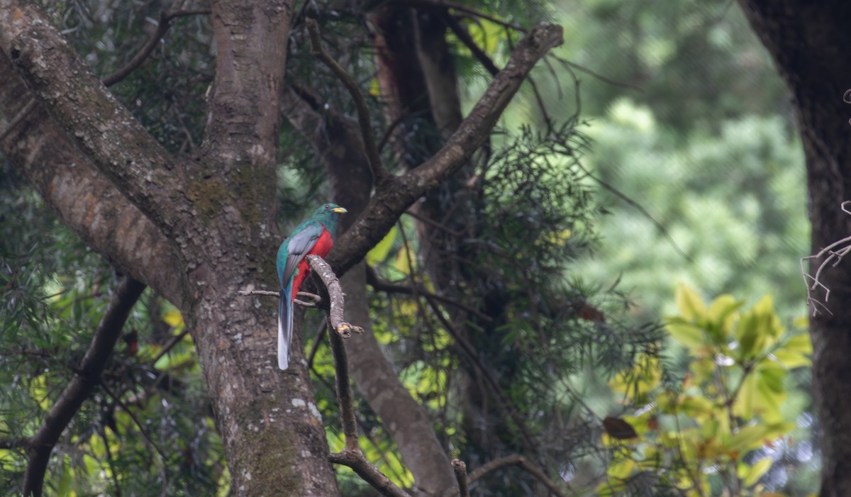 trogon africký - ML618069901