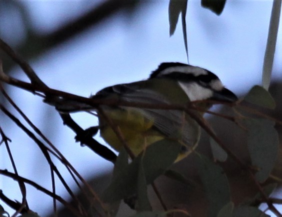 Eastern Shrike-tit - Richard Shirky