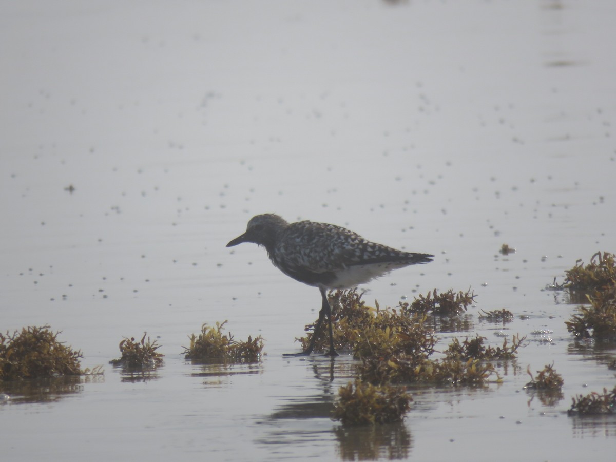 Black-bellied Plover - Mike Major