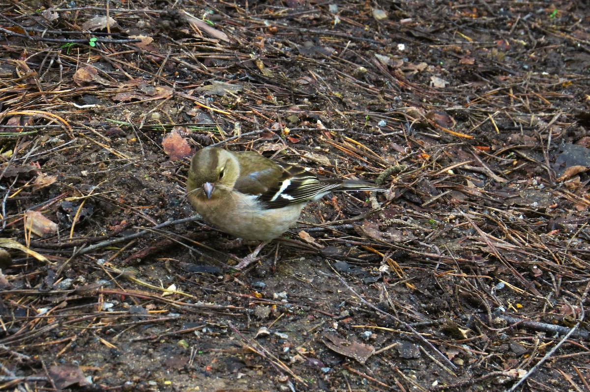 Common Chaffinch - ML618069972