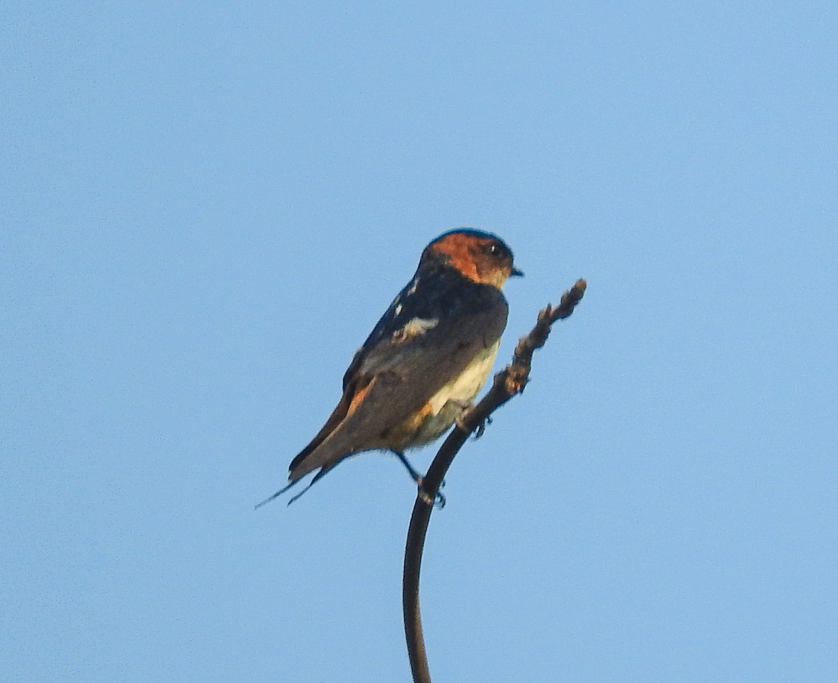 Red-rumped Swallow - SWARUP SAHA