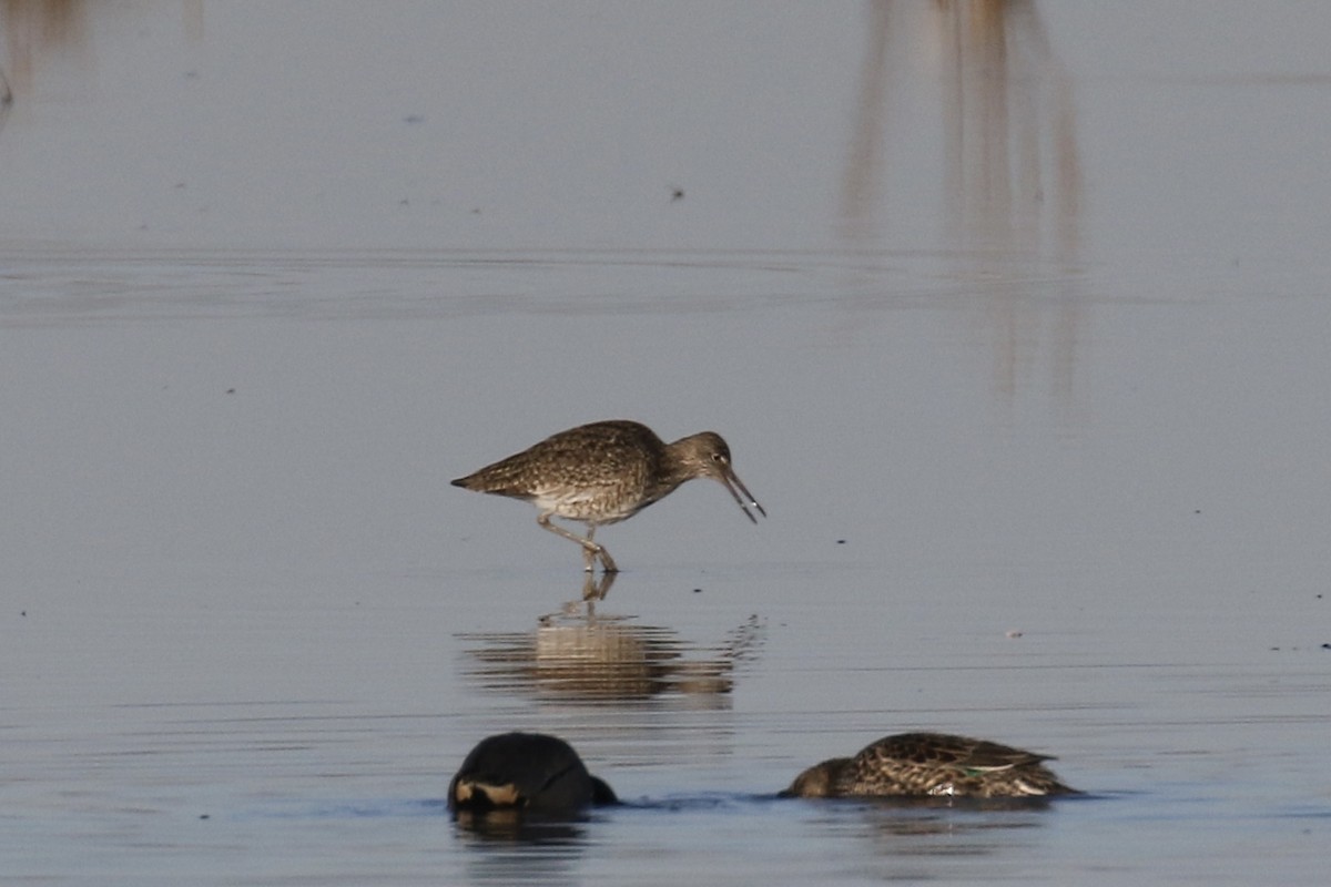 Willet - Andy Sanford