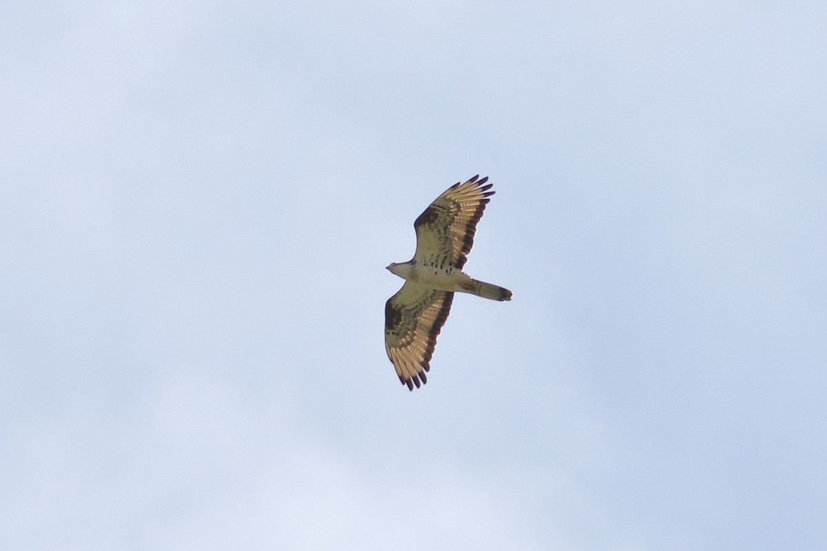 European Honey-buzzard - Joe Stockwell