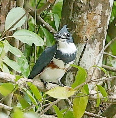 Belted Kingfisher - ML618070063